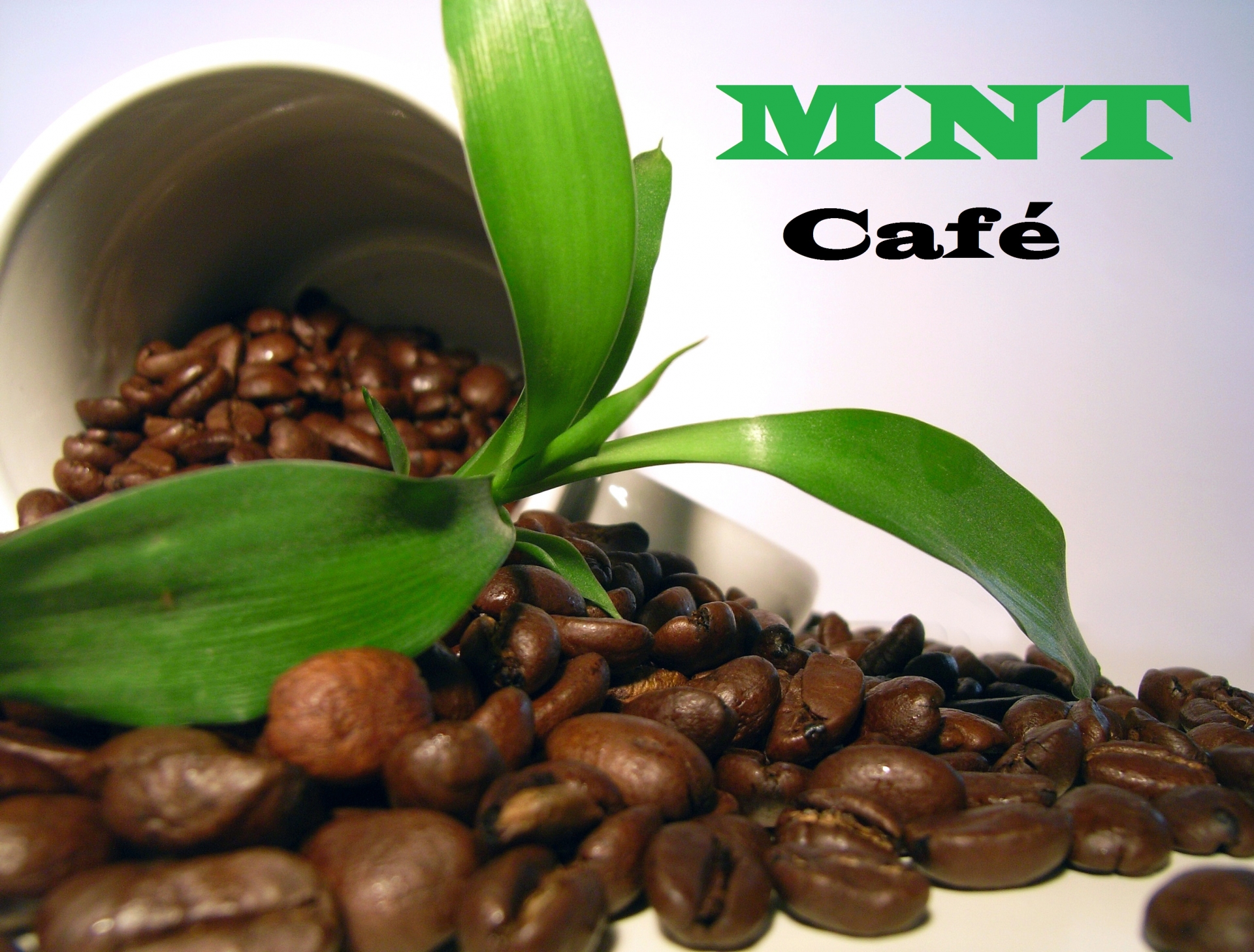 MNT CAFE